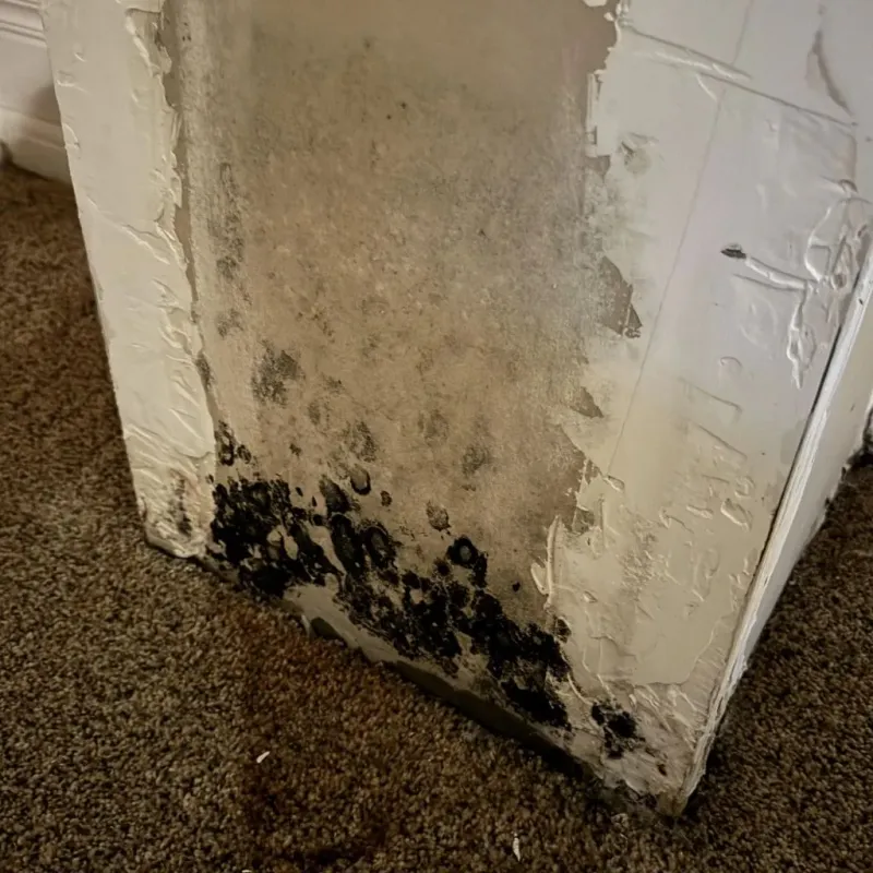 Professional Mold Removal in Edgard, LA